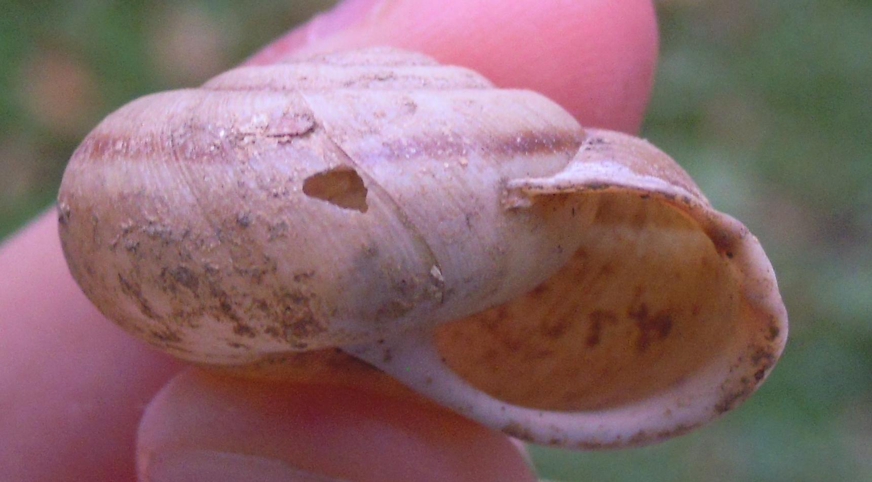 Chilostoma  padanum da Rorà (TO)